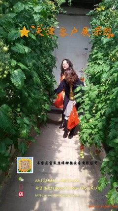 探索高效种植模式 草莓与蔬菜立体种植槽生产商全解析