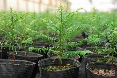 蔬菜育苗营养钵选购指南 厂家批发营养杯、育苗盆与种植袋全解析